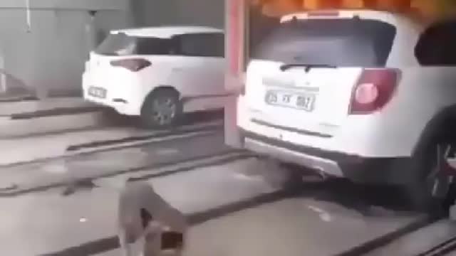 Dog Itching with car washer