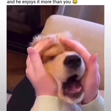 Cute dogs funny moments 🤣