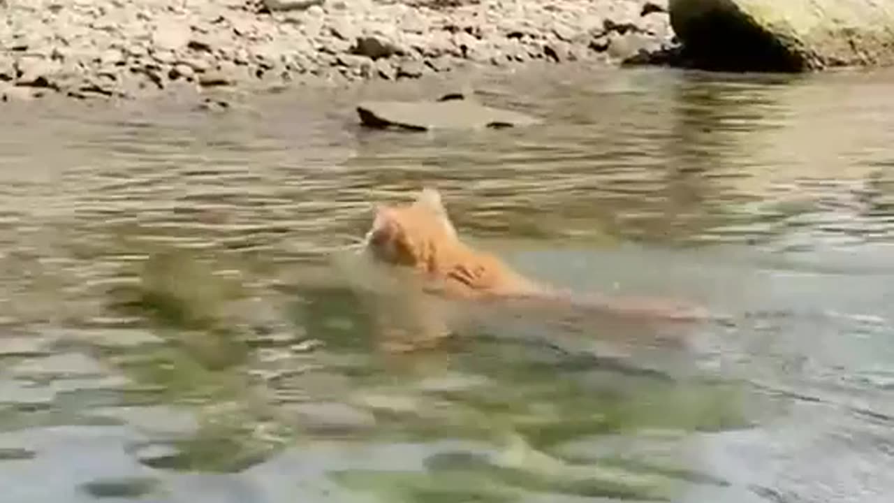 What Kitty is doing in the water