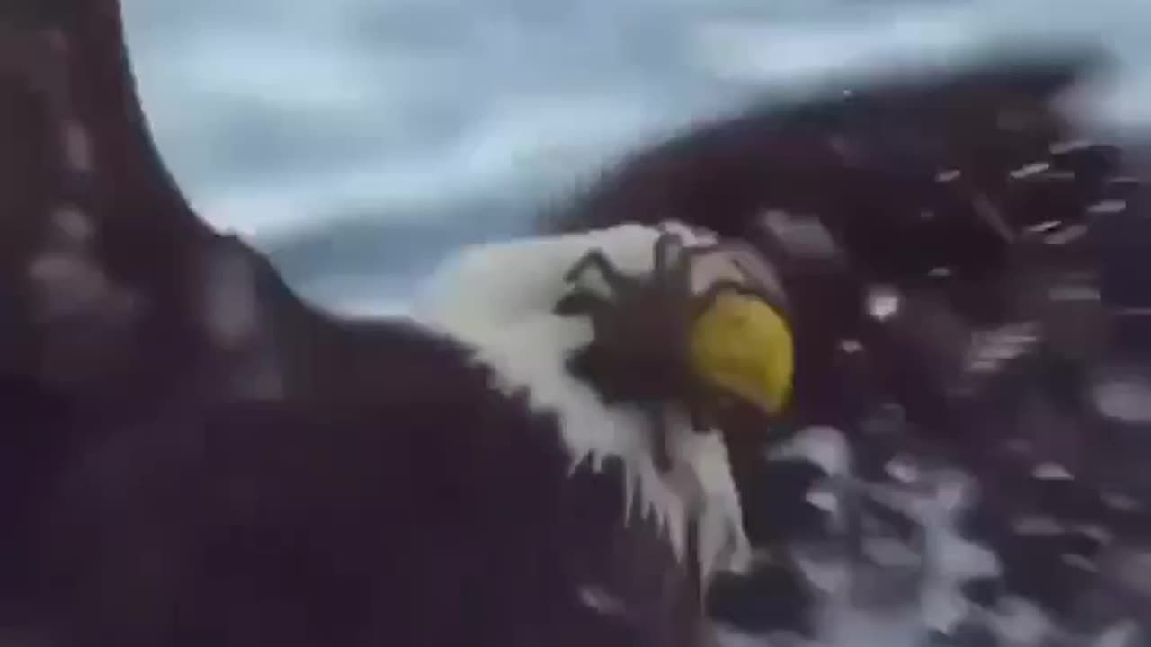 Dinner fights back