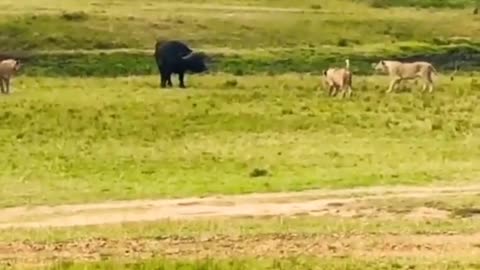 Buffalo Surrounded By Lion Pride.