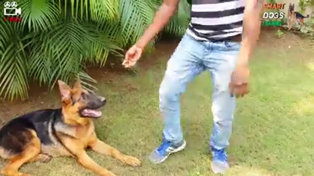 5 dog training tips