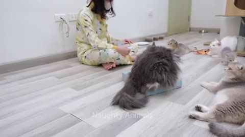 1 Hour Of Funniest Animals 😅 New Funny Cats and Dogs Videos 😸🐶 Part 14