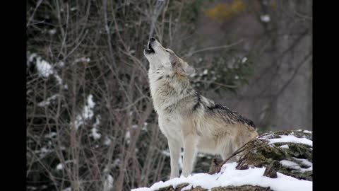 Wolf Sound | Angry Sound | Animal Sound | Sound Collection