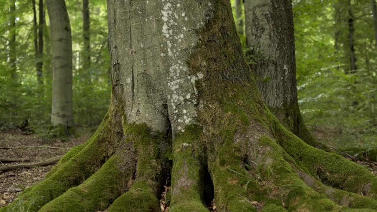 Intelligent Trees!! - Trees Might Have Friends & Family After All