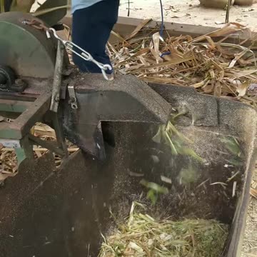 TURNING CORN HUSKS INTO NATURAL COW FEED IN COSTA RICA