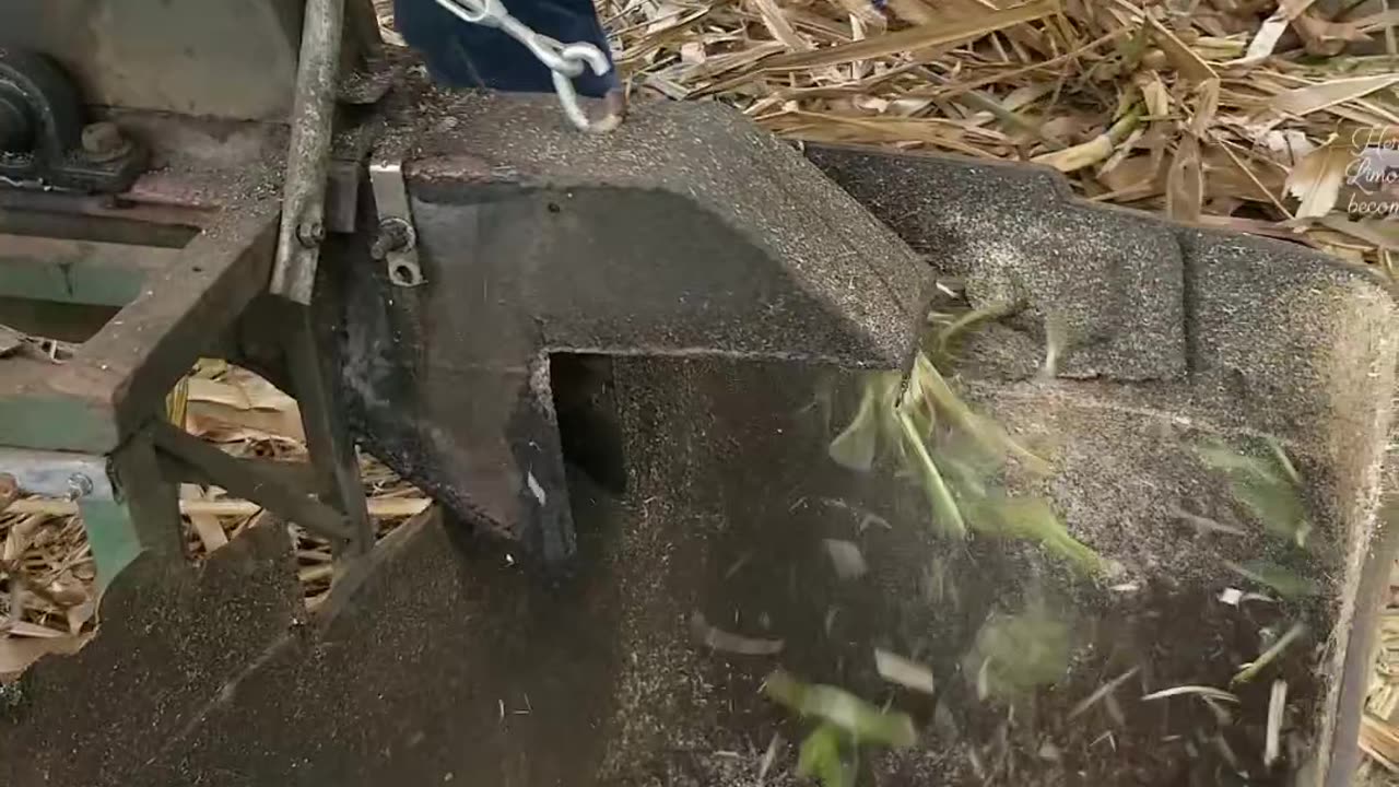 TURNING CORN HUSKS INTO NATURAL COW FEED IN COSTA RICA