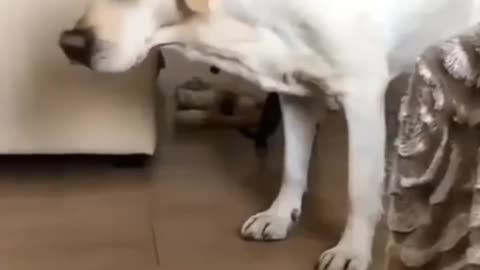 Funny Animals 2 🤣