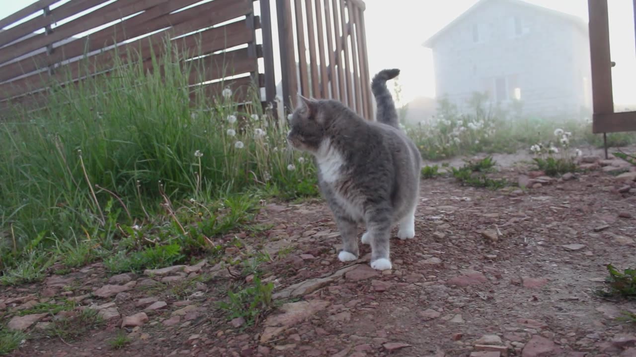 dog-and-a-cat-wandering-around