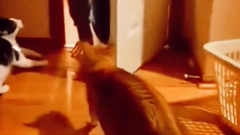 Funny Cat Videos