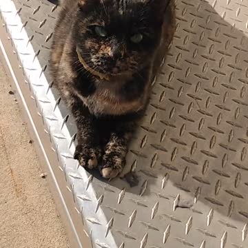 Meet a Pretty Friendly Cat