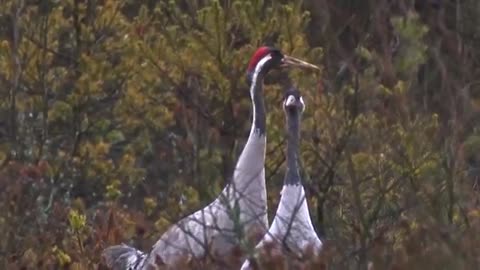 CE-BIRDS Dancing Cranes in Springtime! (Worth Watching!)_Cut