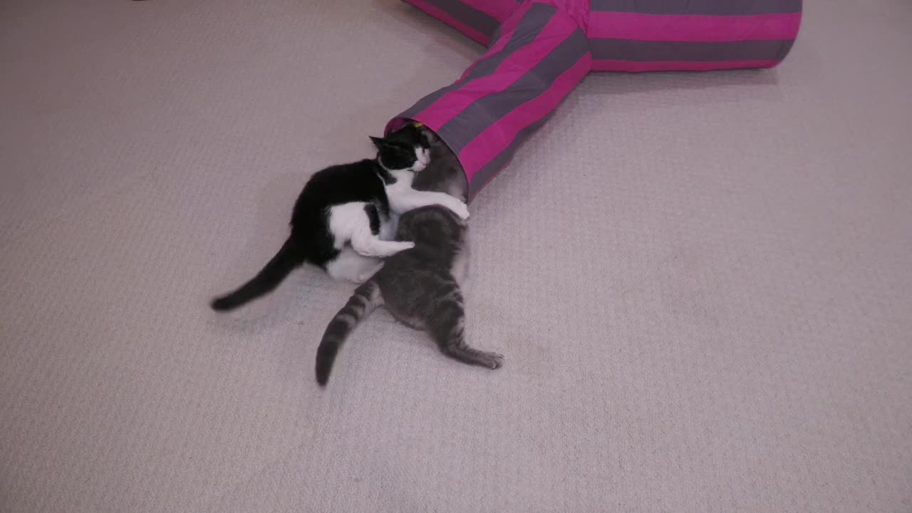 Cat Wrestling