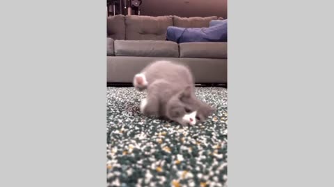 Top Funny Cute Cats Viral Clips😹|| Best #funny Cats #shorts Video😂|| #trending #animals #reels