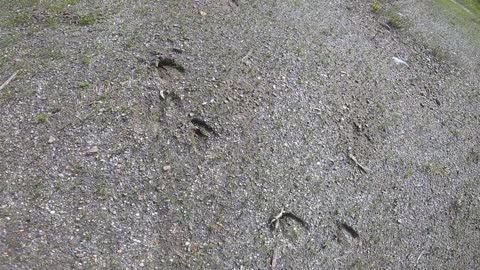 Deer Tracks