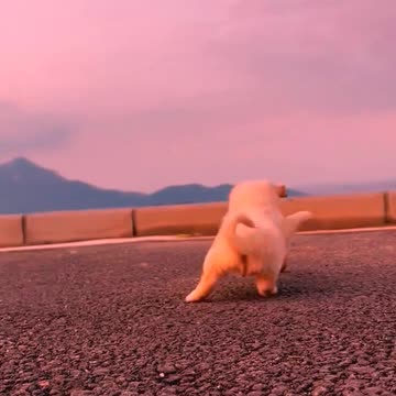 So cute animals #Animals #dog #cat #duck #monkey #adoremonkey #Monkey Animals36