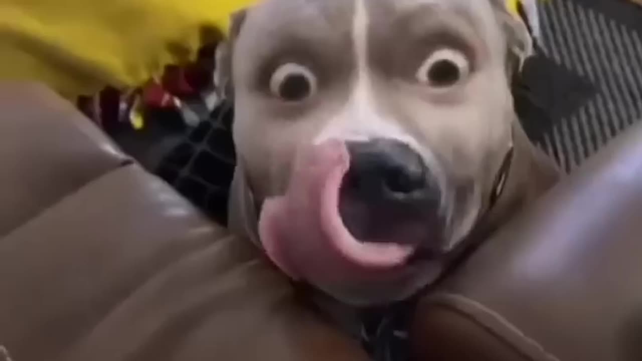 comedy for funny animal