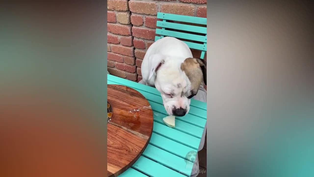 Dog funny videos 🤣🤣🤣🤣