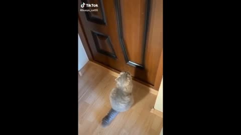 022 Funniest Dogs And Cats Videos 😸🤣 #2 - Funny Animals Rules