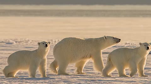 6 Epic BigAnimals Expeditions from 2018
