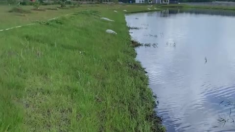 Stocking the Pond With Fish!