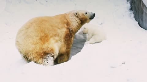 Bear and his baby