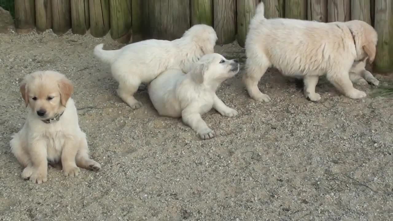 Schwarm von Golden Retriever Welpen