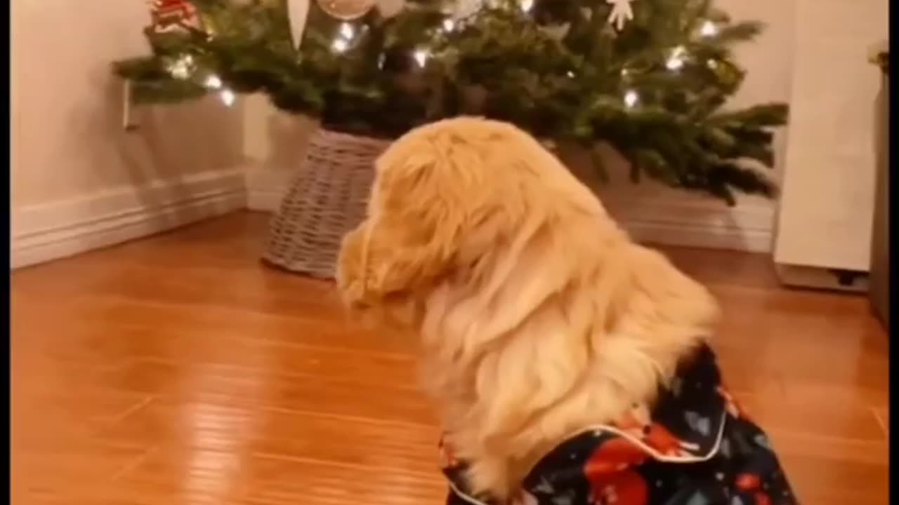 "Rolling Over with Laughter: Dogs in the Comedy Limelight!"