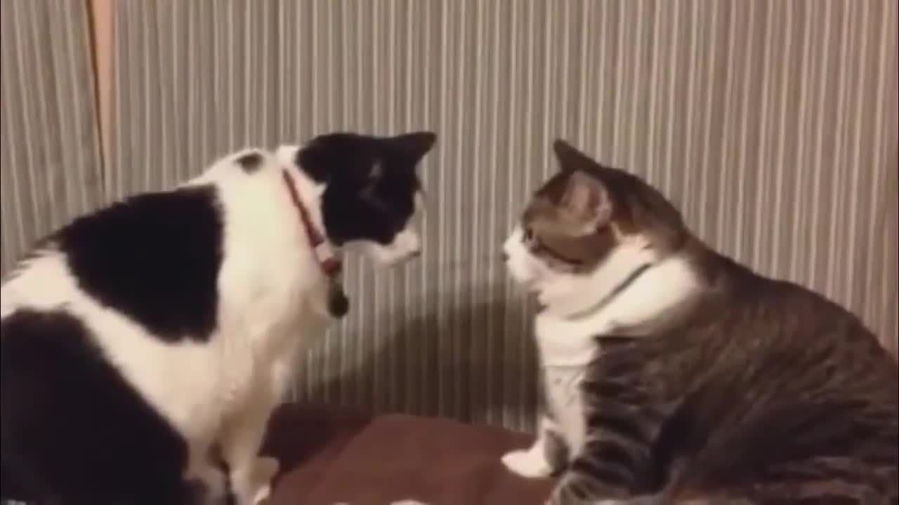 funny cat fight