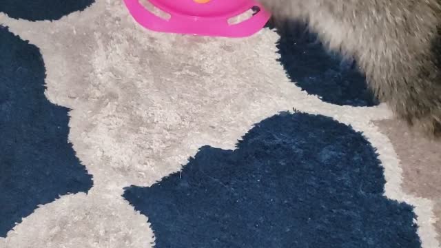 Raccoons on Rug Play with Toy