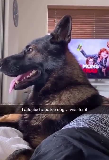 Dog listened to shopping list