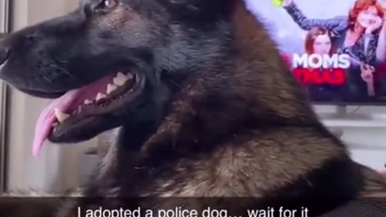 Dog listened to shopping list