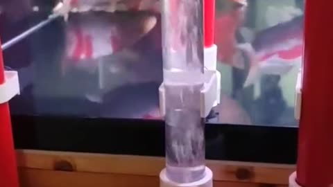 Cleaning the fish tank is as simple as that