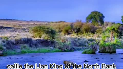 The lion walks in a regal manner. It looks domineering to hunt in the river