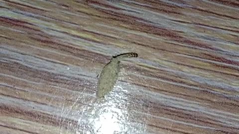what is this creature?