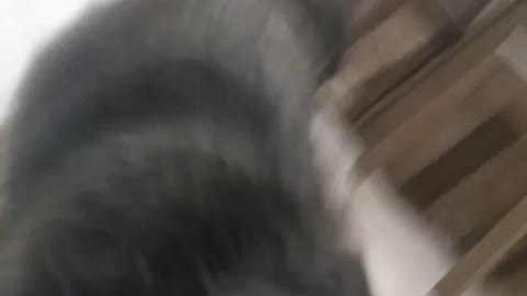 smart DOG