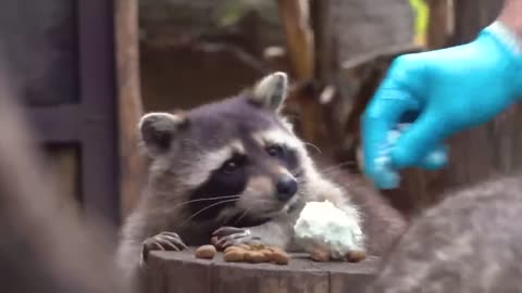 The most funny animals play with dogs and cats 2021 No #90
