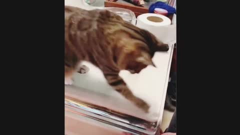 Cat funny video, Training video