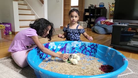 Chicks Update