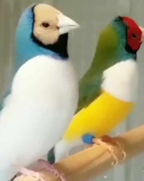 Lovly birds