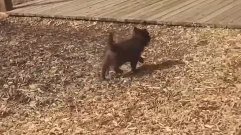 FUNNY DOGS (COMPILATION)