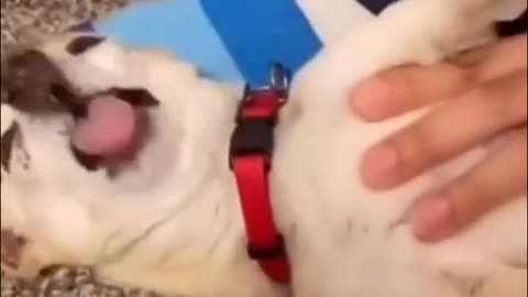 Best Funniest Videos 2022 😂 Cute Cats 🐱 and Funny Dogs 🐶 #11