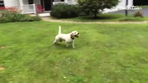 Dog funny video try not laugh