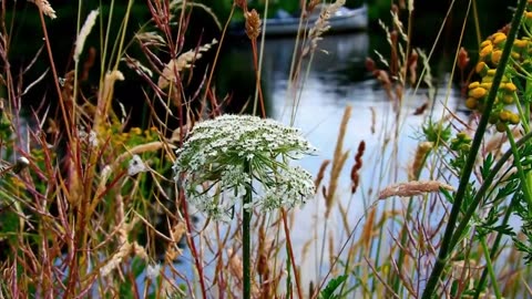 Free video /free soind