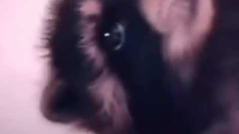 Raccoon Vibing Dance