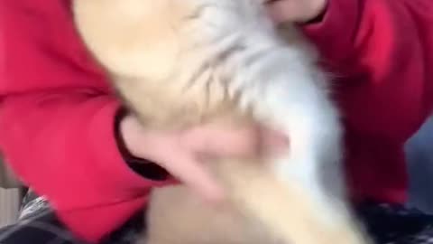 Funny Cat Video