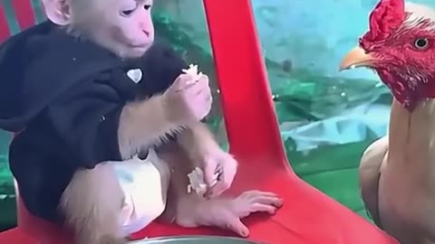 Funny monkey