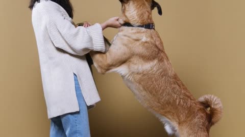 ।।💥Dog training 💥।।