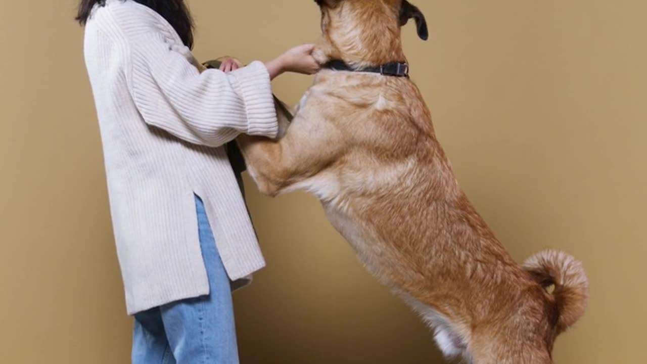 ।।💥Dog training 💥।।