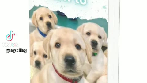 Puppy training